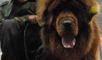 藏獒先生爆料视频,揭秘幕后真相