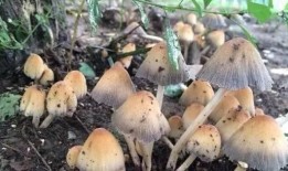 娱乐吃瓜菌生活中,吃瓜菌带你领略幕后风云