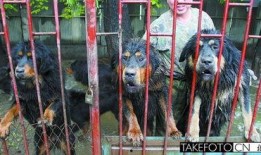 藏獒先生爆料视频,揭秘幕后真相