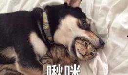 大哥爆料二哈视频大全下载,二哈视频大全独家下载攻略